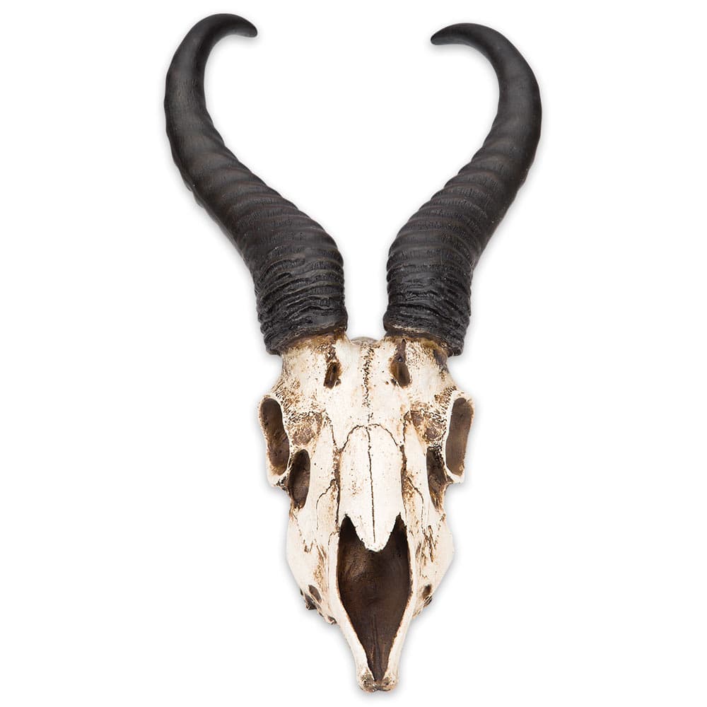 African Springbok Antelope Skull Replica - Life Sized, Authentic Anatomical Details - Cold Cast Polyresin - Large Horns - Home Decor, Collectible, Teaching Tool - 16 15/16" H x 8" W x 5 9/10" D image number 1