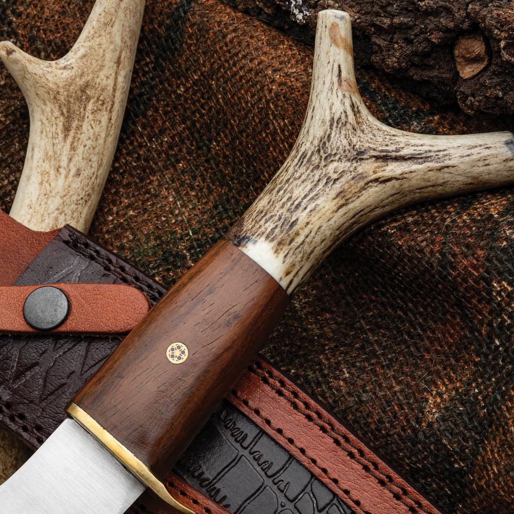 Zoomed view of the stag antler handle with forked pommel on the Timber Wolf Stag Antler Fixed Blade. image number 1