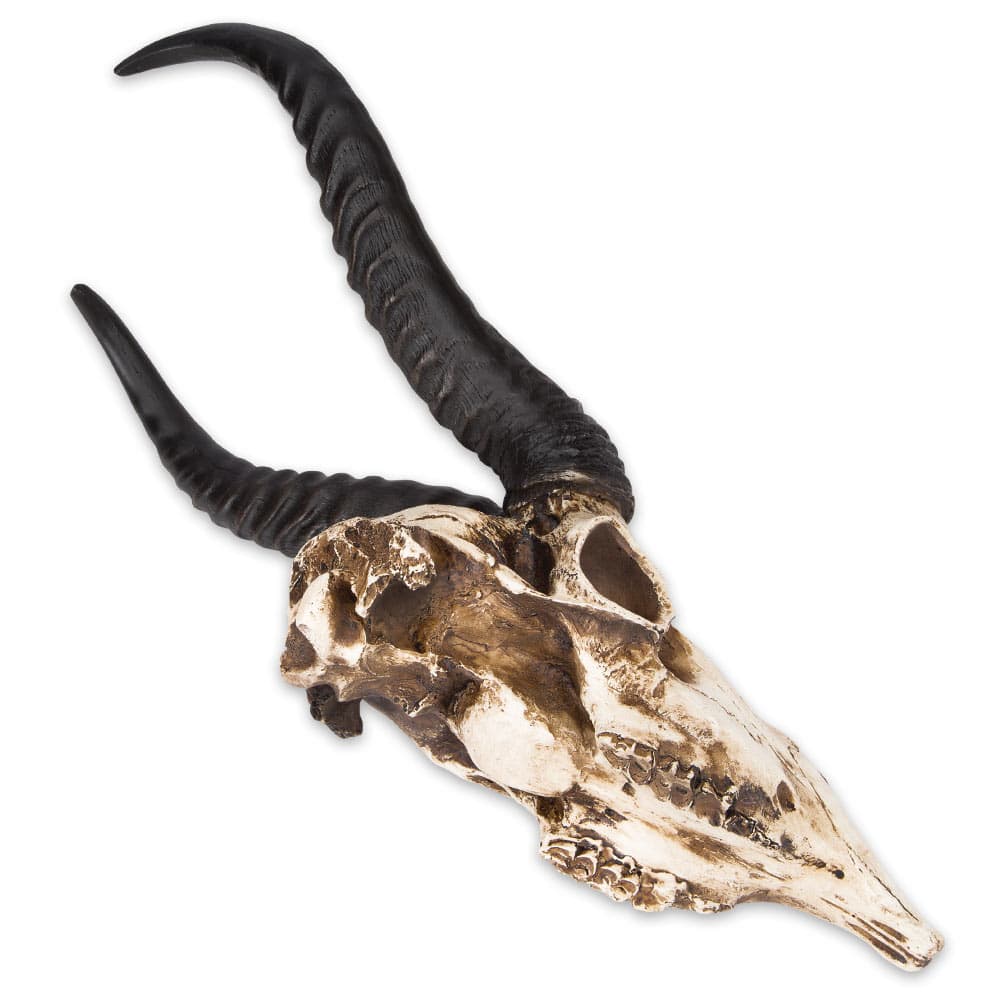 African Springbok Antelope Skull Replica - Life Sized, Authentic Anatomical Details - Cold Cast Polyresin - Large Horns - Home Decor, Collectible, Teaching Tool - 16 15/16" H x 8" W x 5 9/10" D image number 2