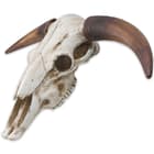Massive Full Size Bull Steer Skull 