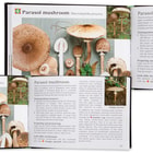 Pocket Guide To Wild Mushrooms