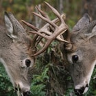 Big Buck Battle Sparring Tines