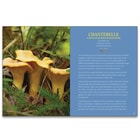 The guide has full-color photographs and details on popular mushrooms