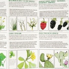 Edible Wild Plants And Common Medicinals Folding Guide