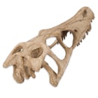 Pterodactyl Replica Skull