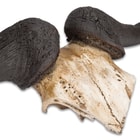 Faux Wildebeest Horns on Mount - Realistic, Durable Polyresin Construction
