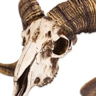 Bighorn Sheep Ram Skull Replica - Life Sized, Authentic Anatomical Details - Cold Cast Polyresin - Large Curled Horns - Home Decor, Collectible, Teaching Tool - 16 1/8" W x 11 4/5" H x 8 1/4" D 