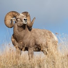 Bighorn Sheep Ram Skull Replica - Life Sized, Authentic Anatomical Details - Cold Cast Polyresin - Large Curled Horns - Home Decor, Collectible, Teaching Tool - 16 1/8" W x 11 4/5" H x 8 1/4" D 
