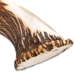 Timber Wolf King Stag Antler Crown Knife With Sheath - Stainless Steel Blade, Genuine Horn Handle, Brass Handguard - Length 22 1/2”