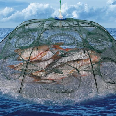 Trailblazer Foldable Bait Fish Trap