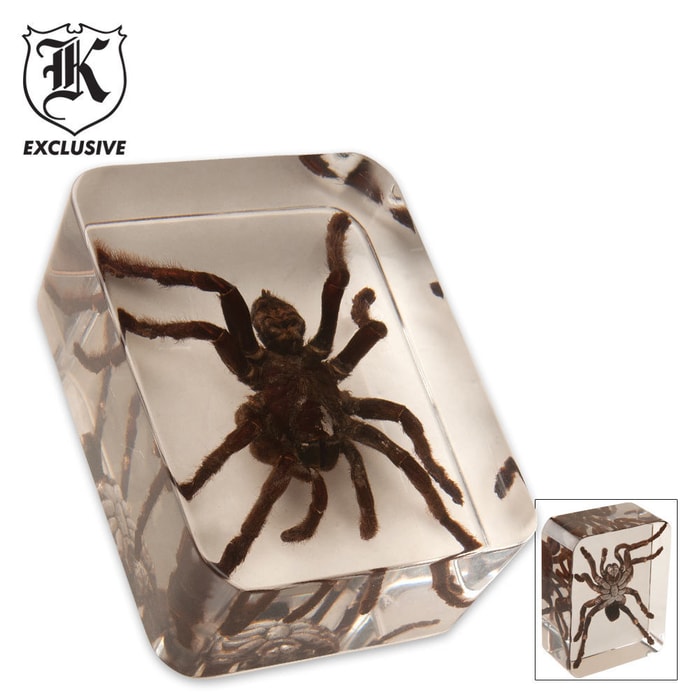 Real Tarantula Spider Lucite Paperweight