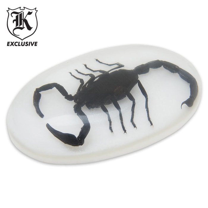 Black Scorpion Clear Lucite Dome Paperweight
