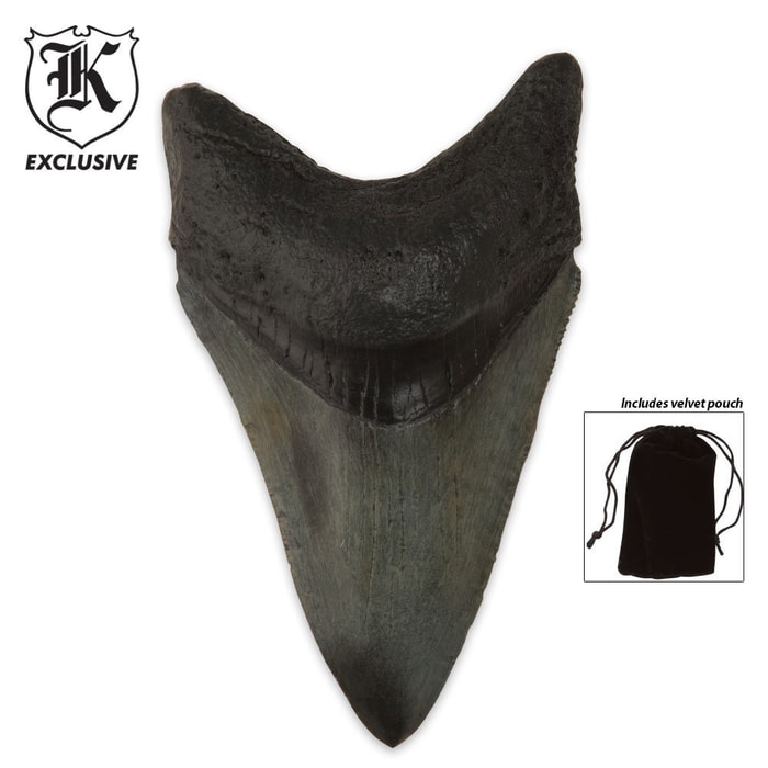 Megalodon Shark Tooth Fossil Replica Hand Painted Details