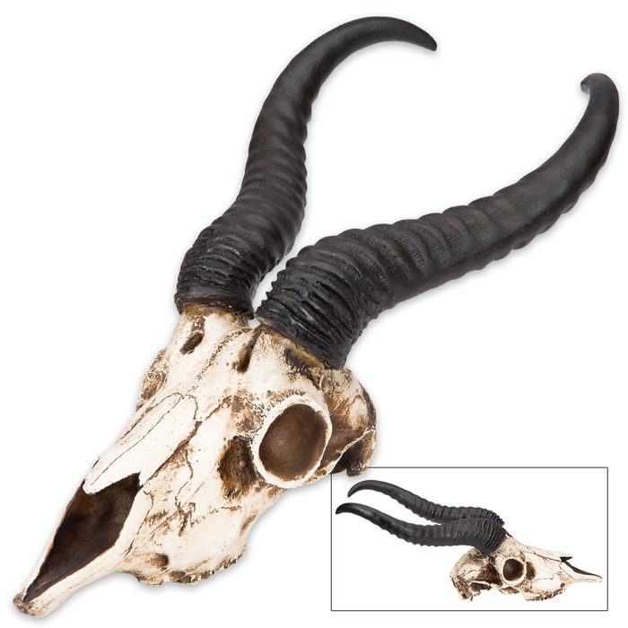 African Springbok Antelope Skull Replica - Life Sized, Authentic Anatomical Details - Cold Cast Polyresin - Large Horns - Home Decor, Collectible, Teaching Tool - 16 15/16" H x 8" W x 5 9/10" D
