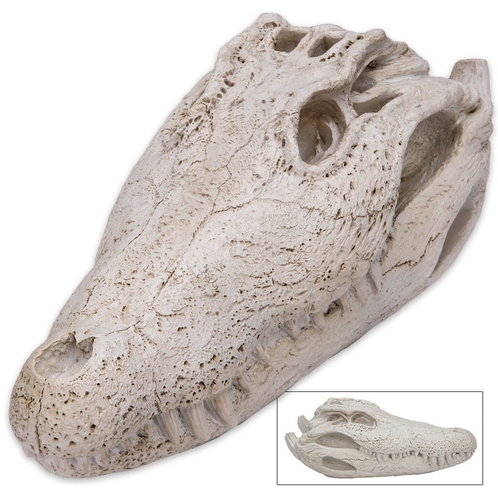 Swamp Monster Alligator Skull