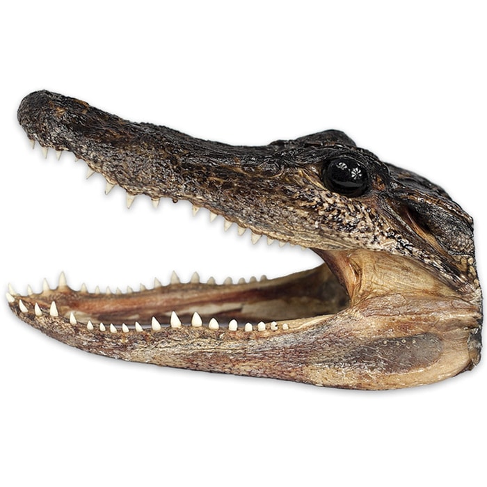 American Alligator Head - Small (5" - 6")