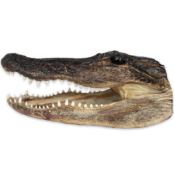 American Alligator Head - Large