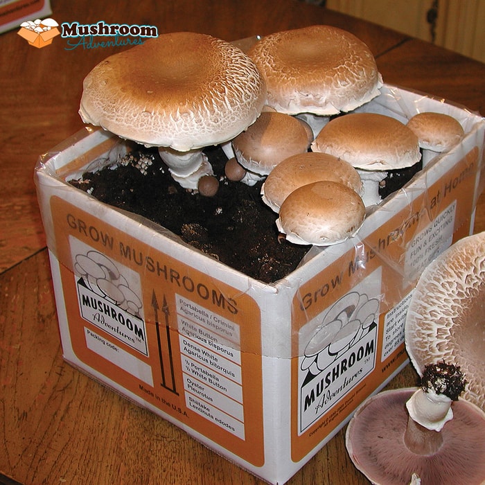 Grow Your Own Mushroom Kit - Crimini