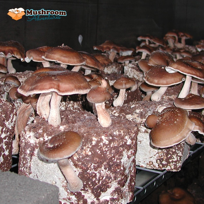 Grow Your Own Mushroom Kit - Shiitake