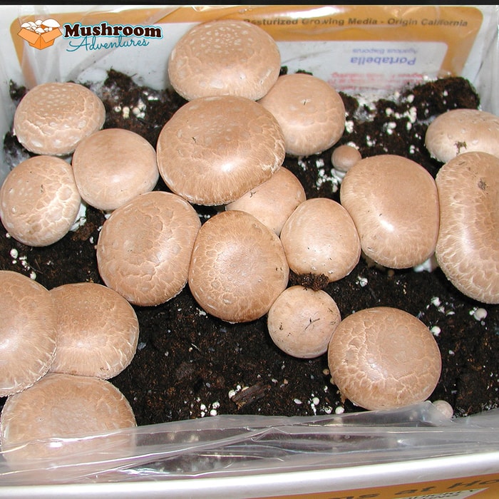 Grow Your Own Mushroom Kit - Heirloom Portabella
