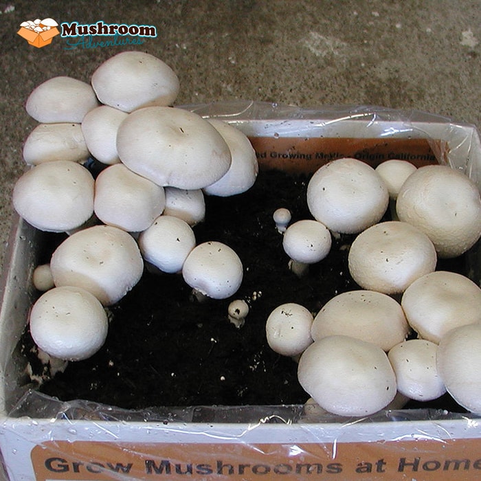 Grow Your Own Mushroom Kit - White Button