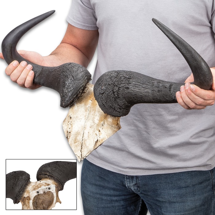 Faux Wildebeest Horns on Mount - Realistic, Durable Polyresin Construction