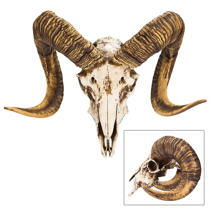 Bighorn Sheep Ram Skull Replica - Life Sized, Authentic Anatomical Details - Cold Cast Polyresin - Large Curled Horns - Home Decor, Collectible, Teaching Tool - 16 1/8" W x 11 4/5" H x 8 1/4" D