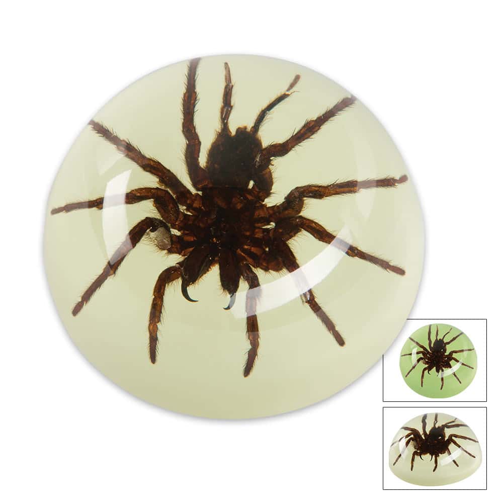 Glow In The Dark Spider Paperweight Free Shipping!