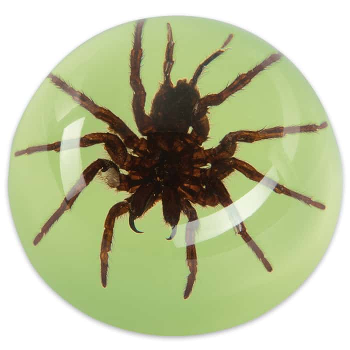 Glow In The Dark Spider Paperweight Free Shipping!