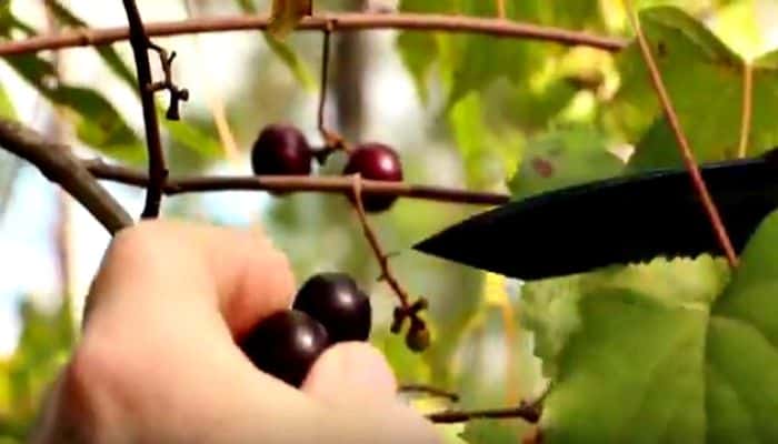 The Difference Between Preppers And Survivalists