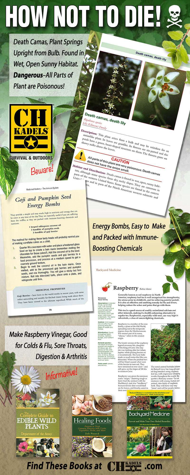 A Beginner's Guide To Edible And Medicinal Plants