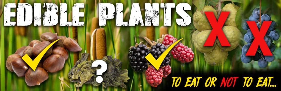 Some Basics on Edible Plants